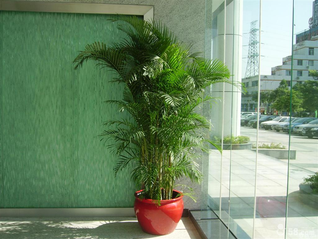 会议会展如何布置绿色植物——怡黎园艺植物租摆为您解决