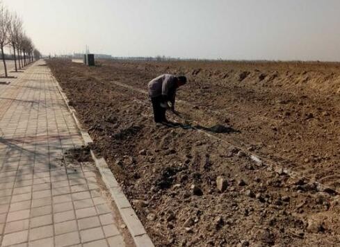 上海浦东出售绿化土，疏松通气，保水保肥